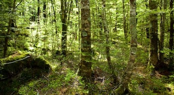 Nelson - Tasmania mostrando foresta pluviale