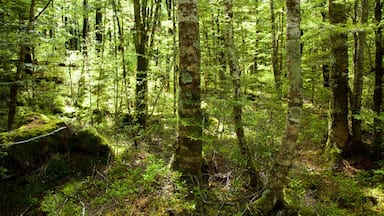 Nelson - Tasman featuring rainforest