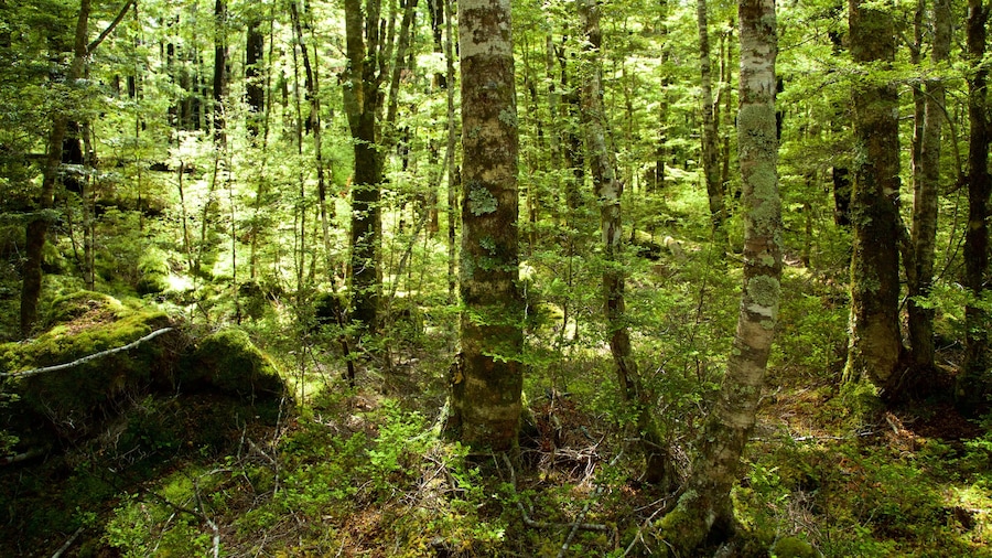 Nelson - Tasman toont regenwoud