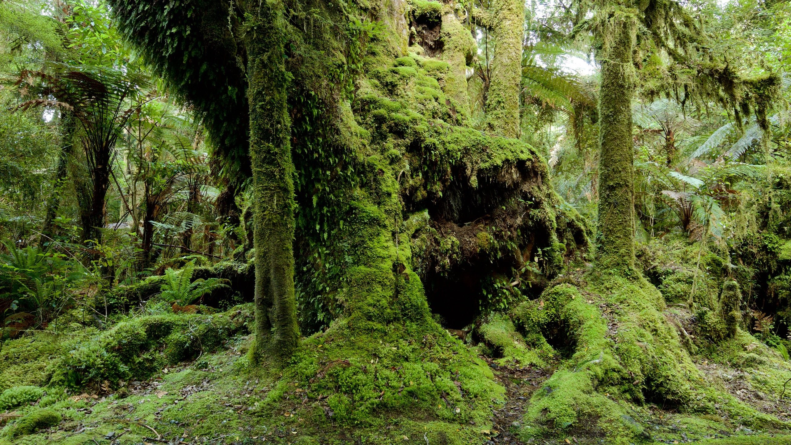 10 TOP Things to Do in Fox Glacier May 2024 Expedia