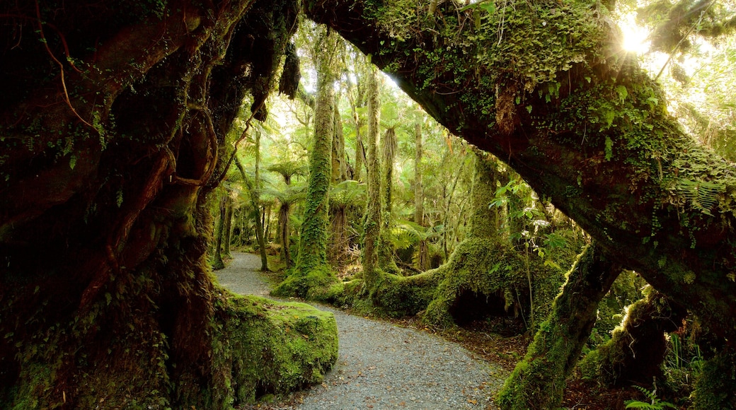 Fox Glacier which includes forest scenes