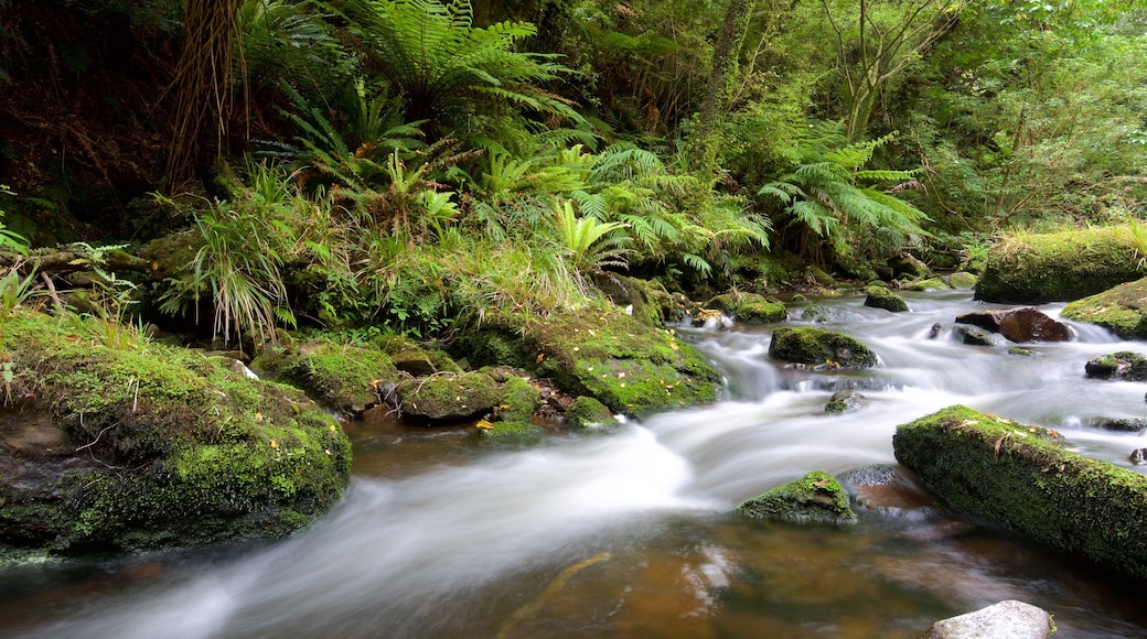 McLean Falls mostrando paesaggio forestale e fiume o ruscello