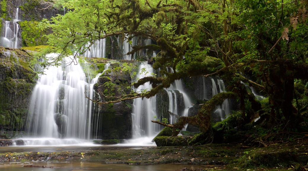 Purakaunui Falls som inkluderar ett vattenfall och skogar