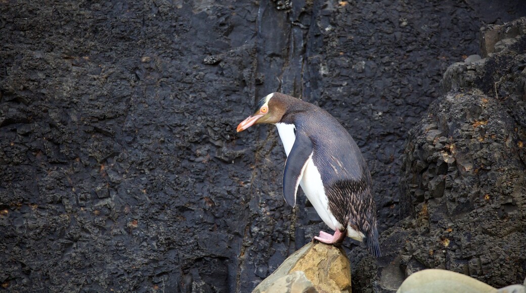 Owaka featuring rocky coastline and bird life