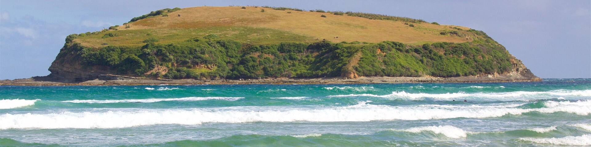 Owaka showing rocky coastline, waves and a bay or harbor