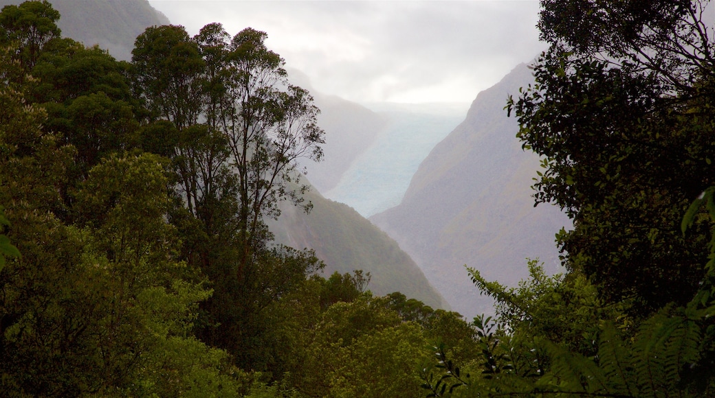 福斯冰河 其中包括 薄霧或有霧氣, 山 和 森林風景