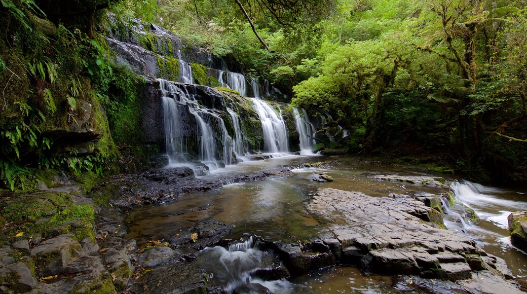 Purakaunui Falls som inkluderar skogslandskap och en kaskad