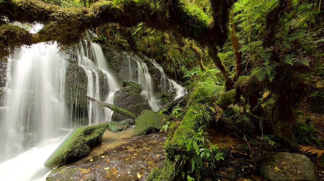 Purakaunui featuring forest scenes and a waterfall