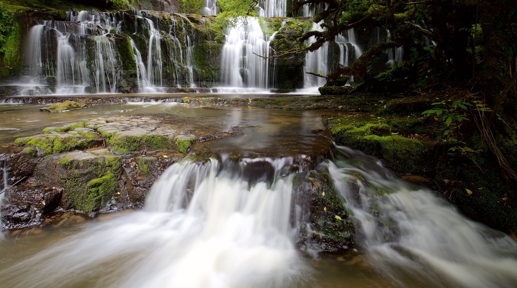 Purakaunui Falls presenterar en kaskad och skogar