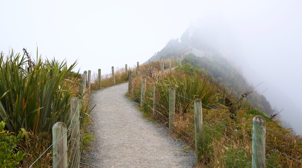 Ahuriri Flat featuring mist or fog