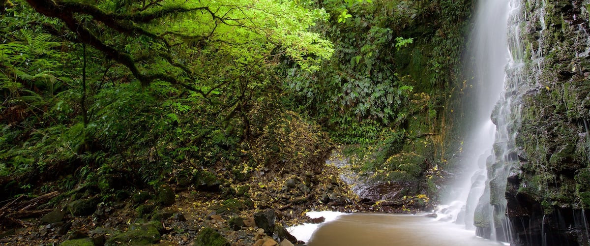 Matai Falls showing a waterfall and forest scenes