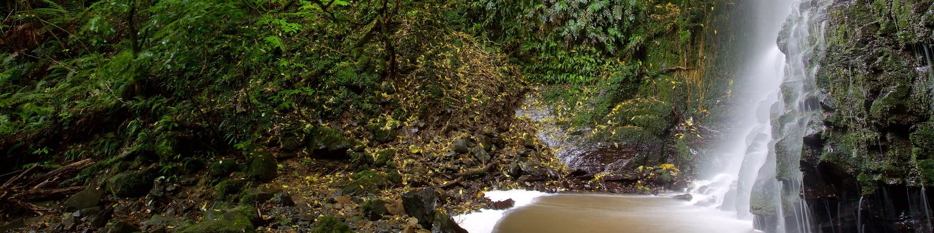 Matai Falls showing a waterfall and forest scenes