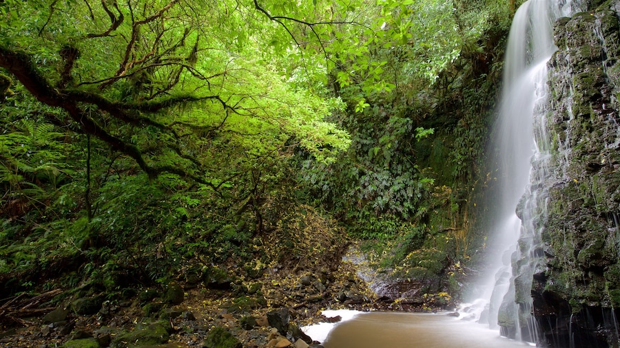 Matai Falls showing forest scenes and a cascade