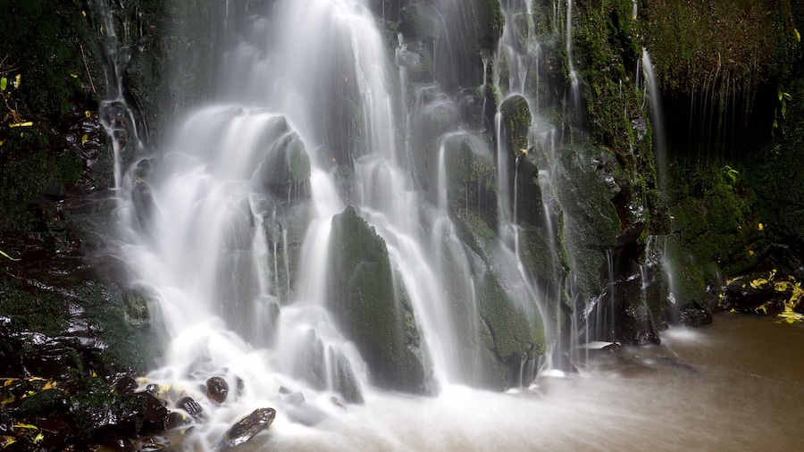 Cascadas Matai ofreciendo bosques y una catarata
