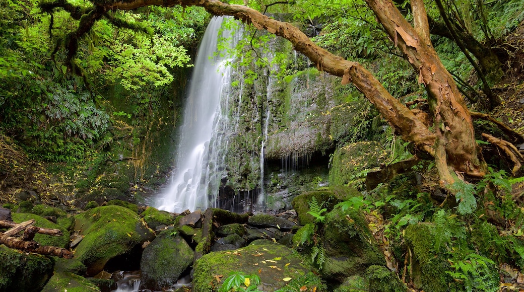 Matai Falls som inkluderar skogslandskap och ett vattenfall