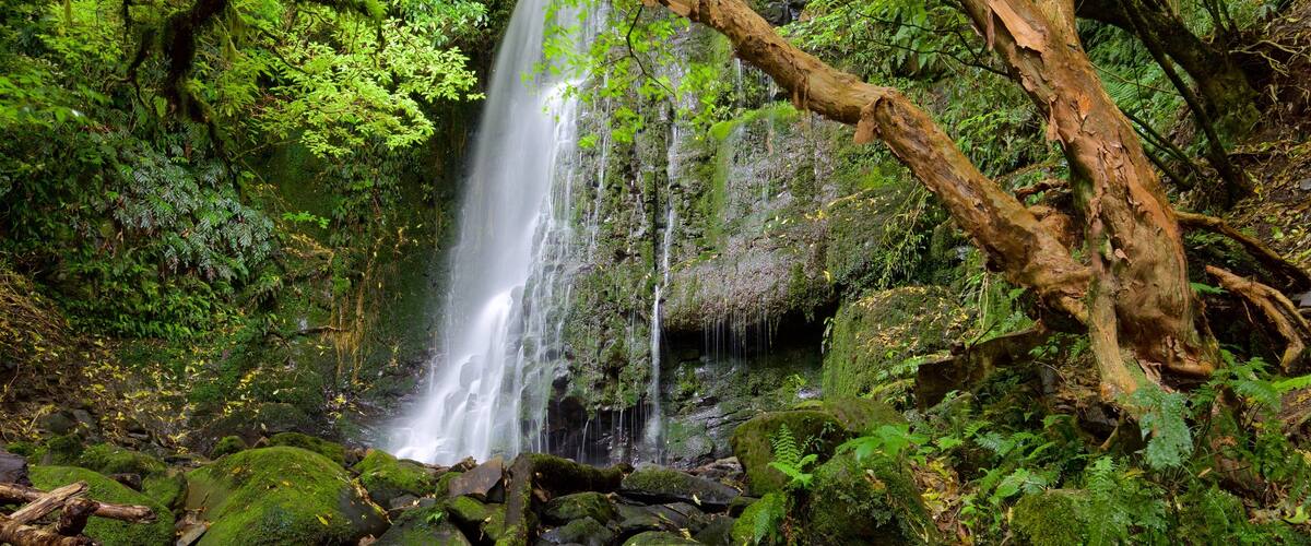 Matai Falls showing forest scenes and a waterfall