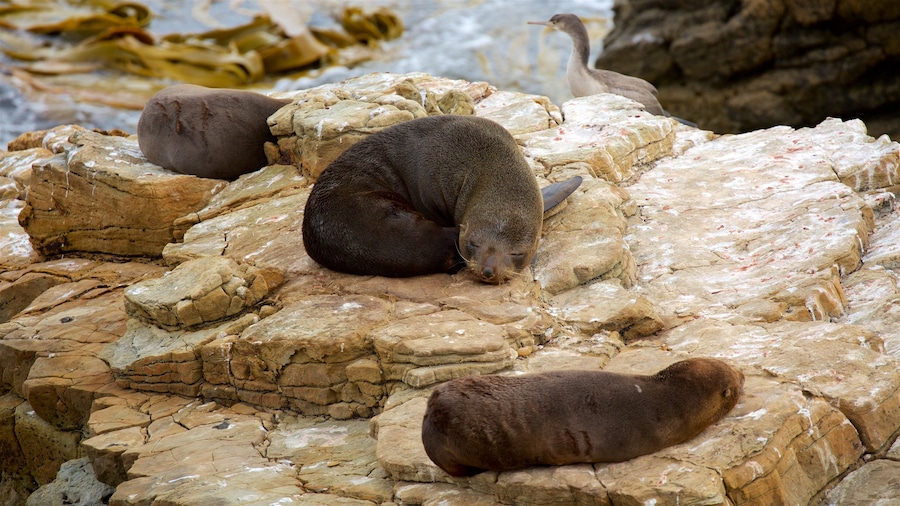 Shag Point Scenic Reserve som omfatter barsk kystlinje og livet i havet