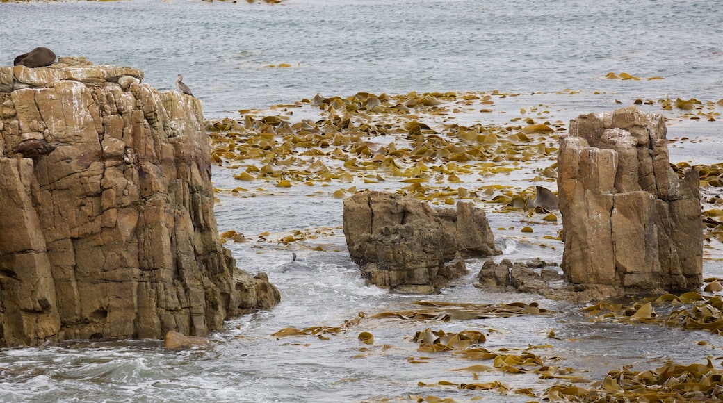 Shag Point Scenic Reserve som inkluderar klippig kustlinje och havsdjur