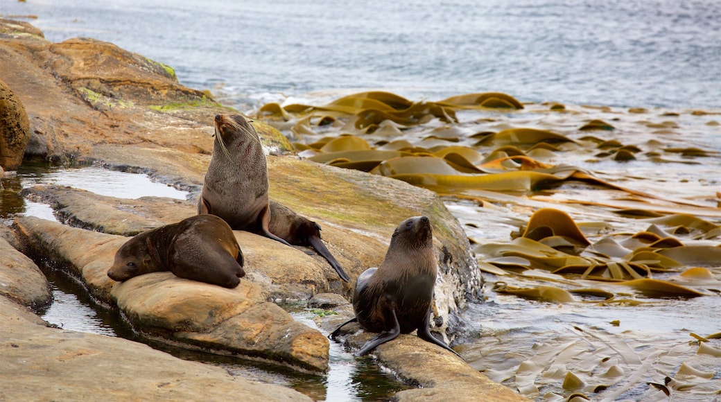 Shag Point Scenic Reserve ซึ่งรวมถึง ชายฝั่งขรุขระ และ ชีวิตทางทะเล