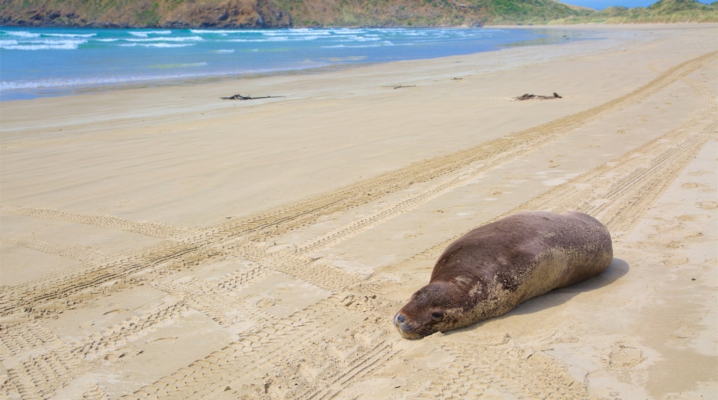 Plage de Cannibal Bay montrant vie marine, baie ou port et surf