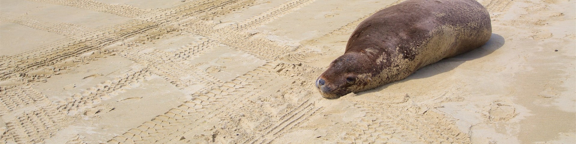 Cannibal Bay Beach featuring marine life, waves and a sandy beach