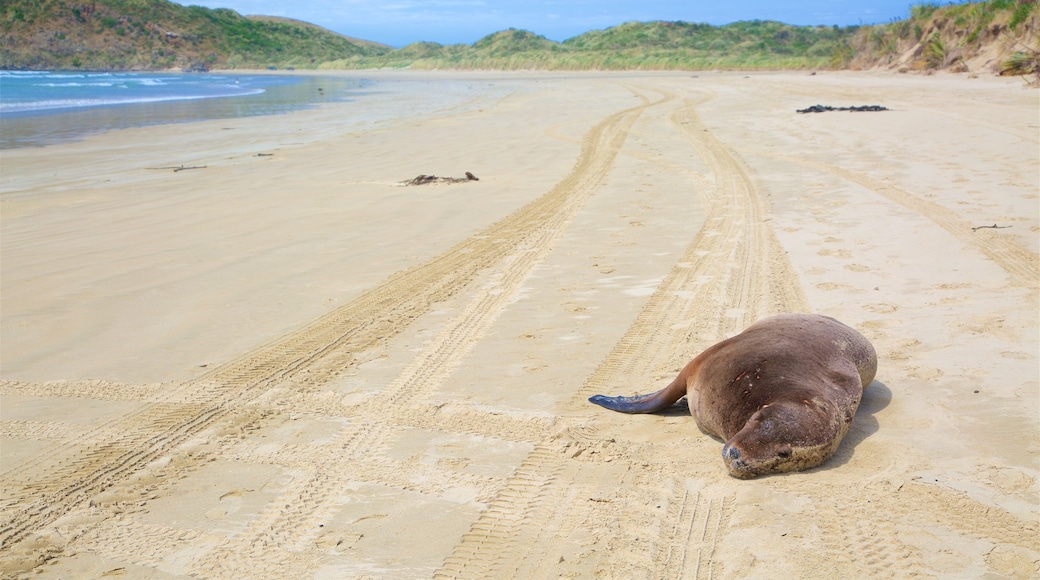 Cannibal Bay Beach showing marine life, a beach and a bay or harbour