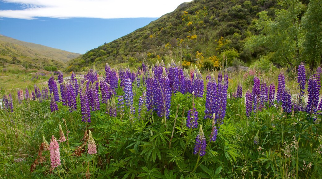 Queenstown mostrando escenas tranquilas y flores silvestres