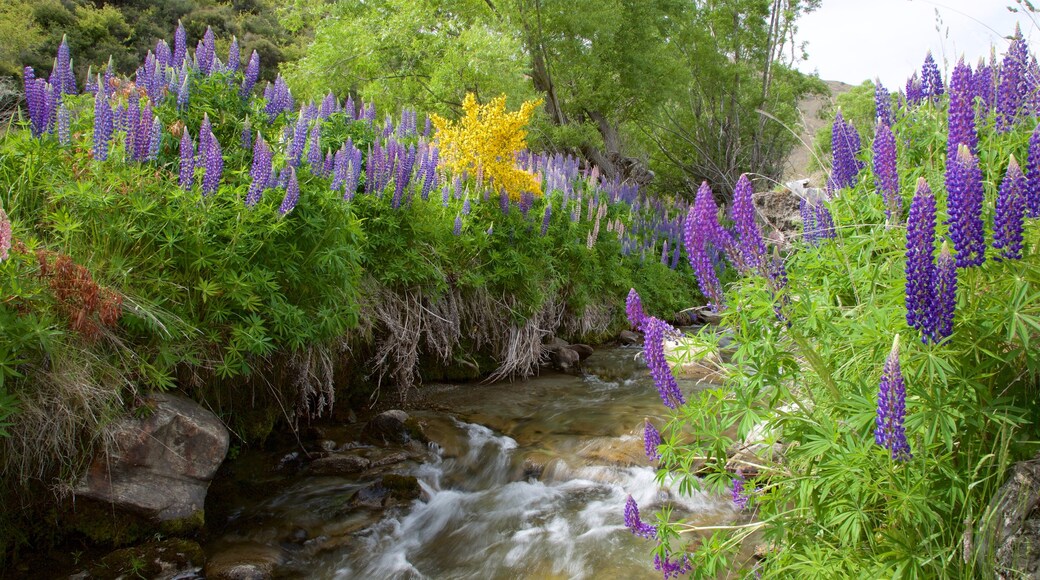 Queenstown que incluye flores silvestres y un río o arroyo