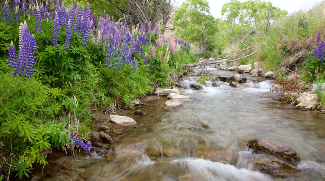 Queenstown which includes wildflowers and a river or creek