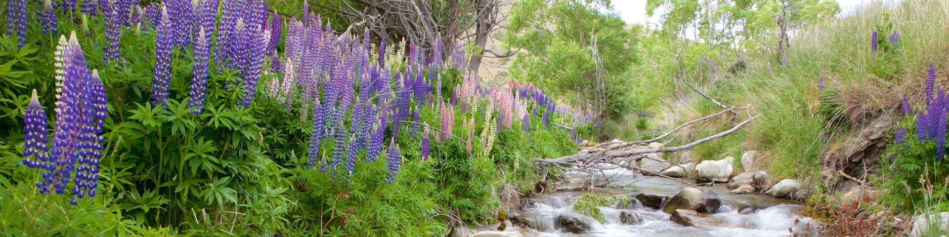 Queenstown showing a river or creek and wildflowers