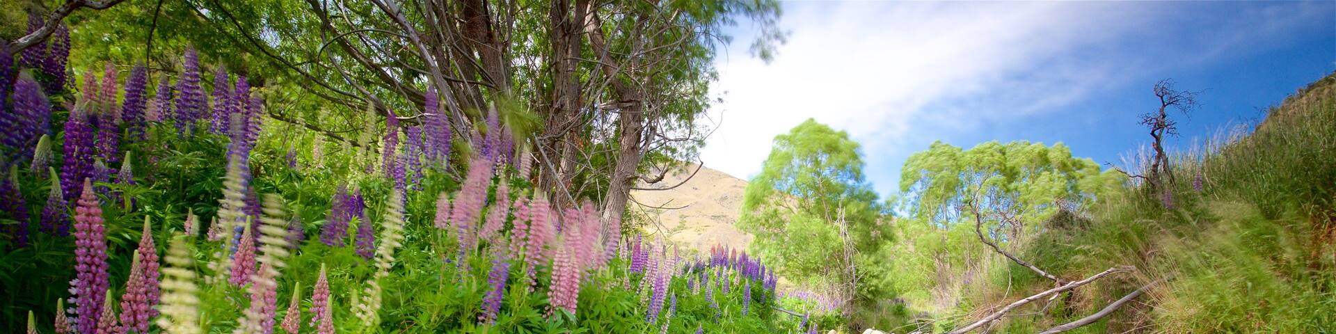 Queenstown featuring tranquil scenes, wildflowers and a river or creek