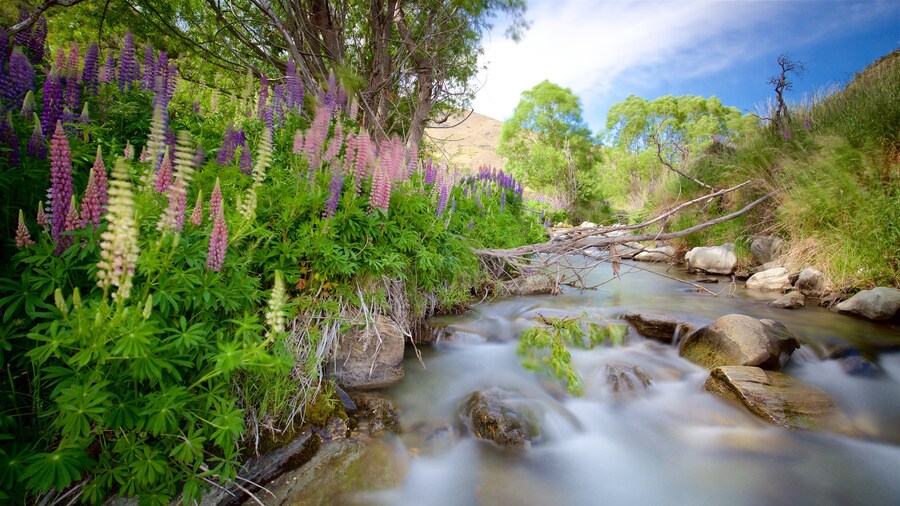 Queenstown featuring tranquil scenes, wildflowers and a river or creek