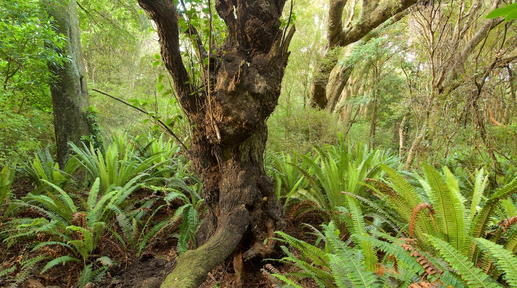 Kaka Point mostrando bosques