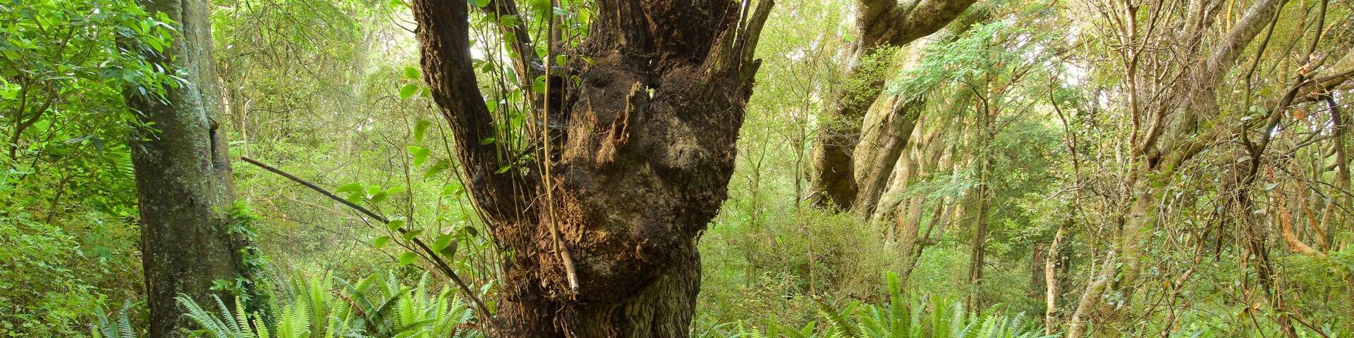 Kaka Point which includes forest scenes