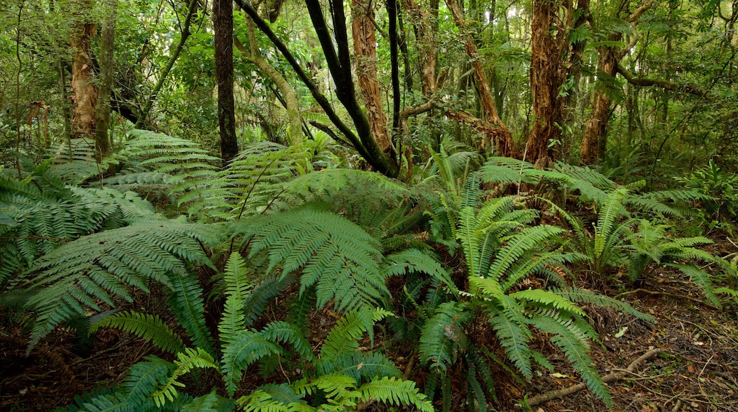 Kaka Point which includes forests