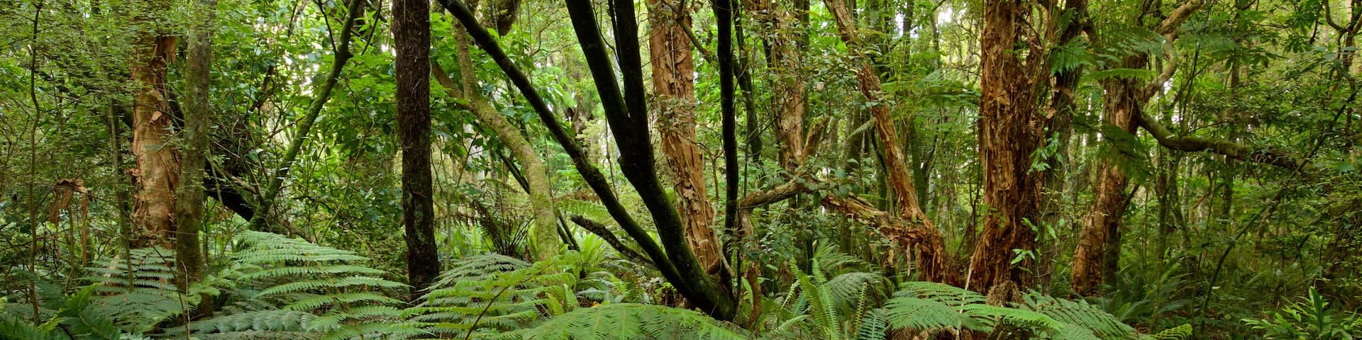 Kaka Point which includes forests