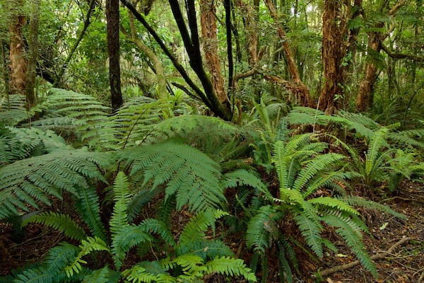 Kaka Point which includes forests