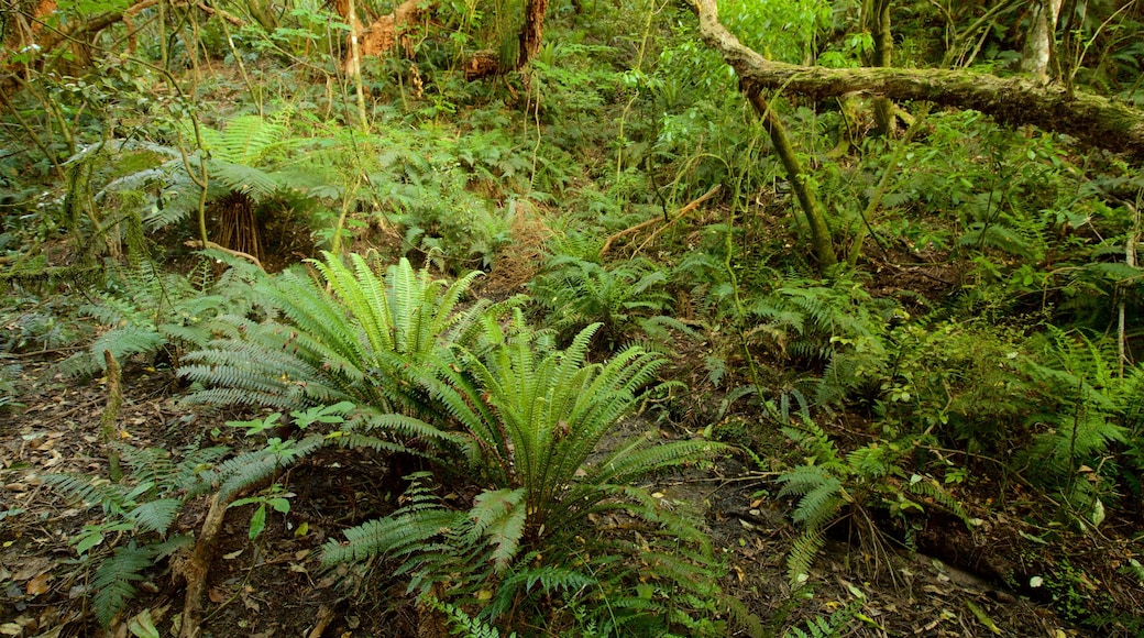 Kaka Point showing forest scenes