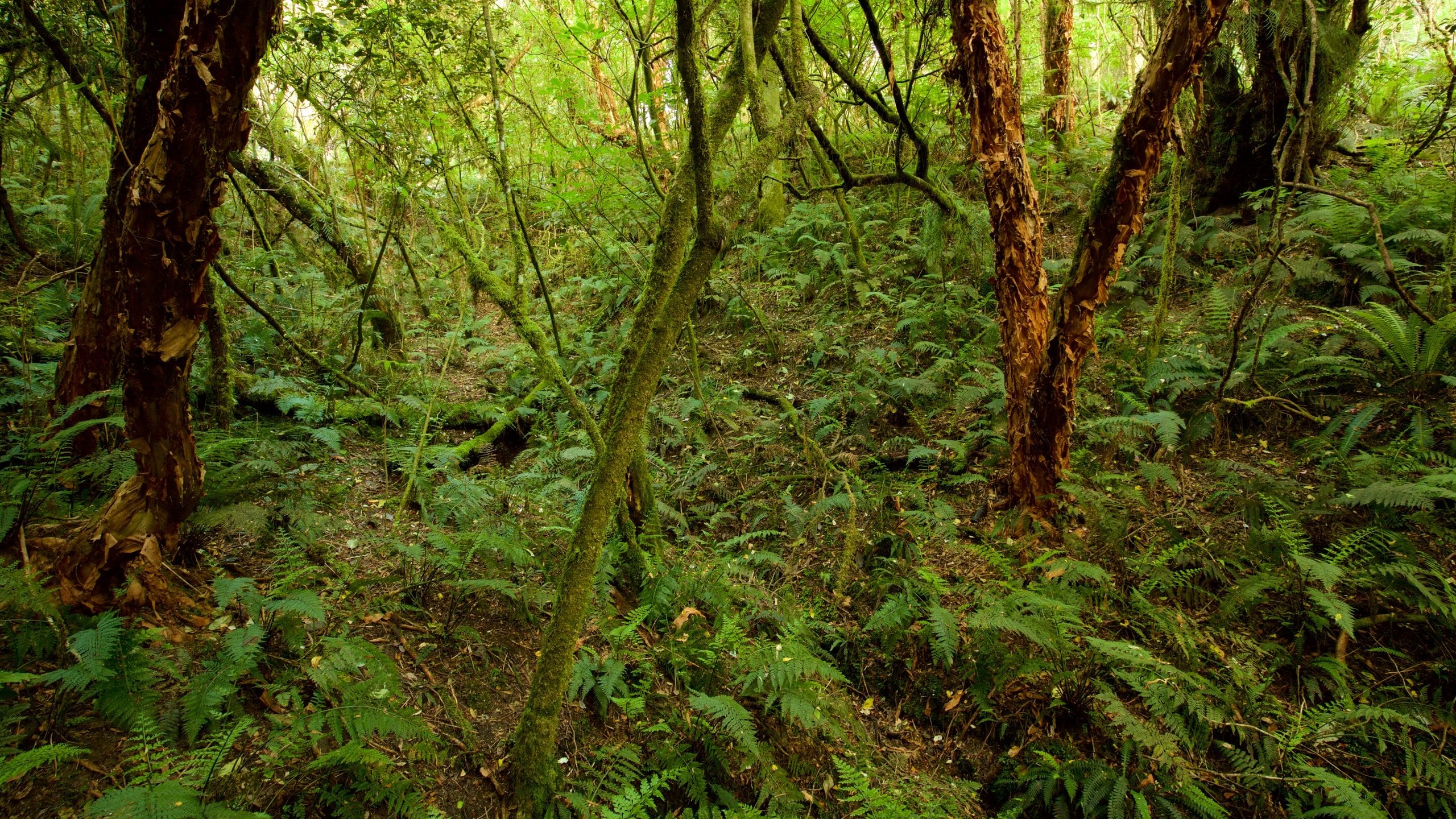 Kaka Point holiday homes from NZ 130/night Bookabach