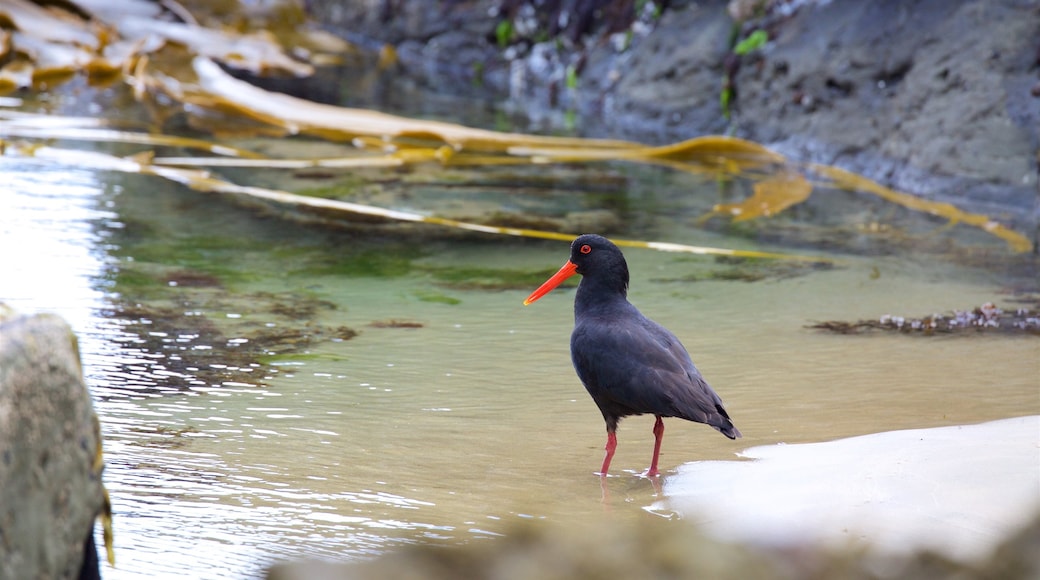 Owaka welches beinhaltet Vögel und Bucht oder Hafen