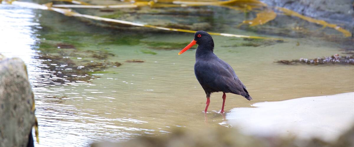 Owaka showing bird life and a bay or harbour