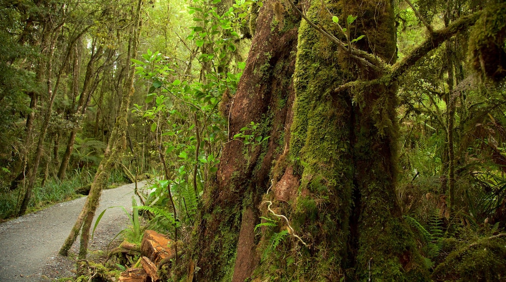 Fox Glacier which includes forest scenes