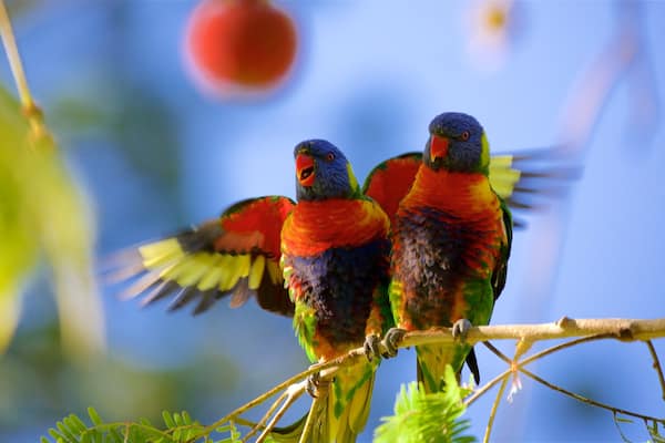 Jardins botaniques et Zoo de Rockhampton mettant en vedette vie des oiseaux