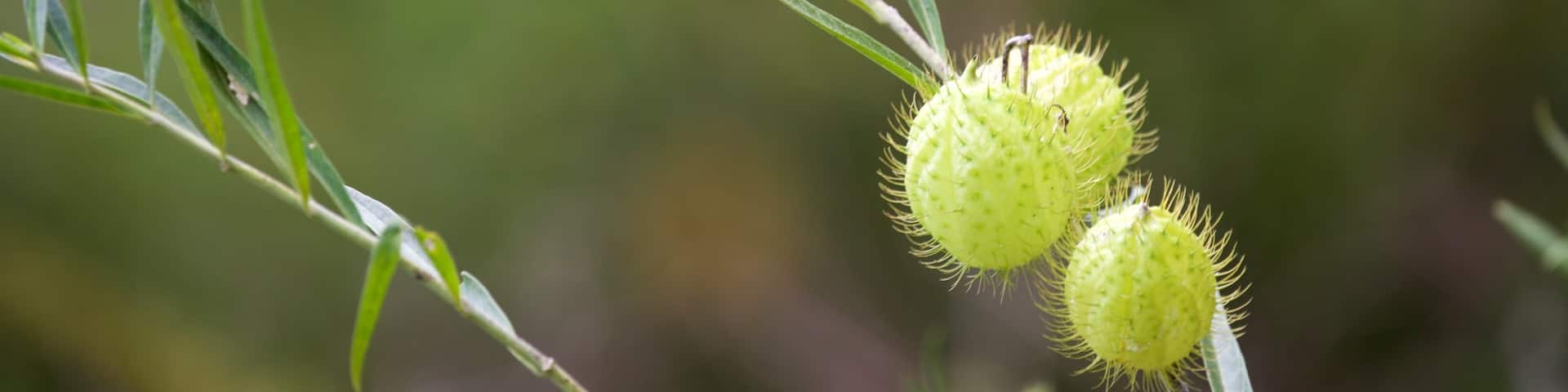 Mount Archer National Park