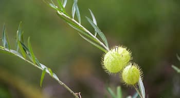 Mount Archer National Park