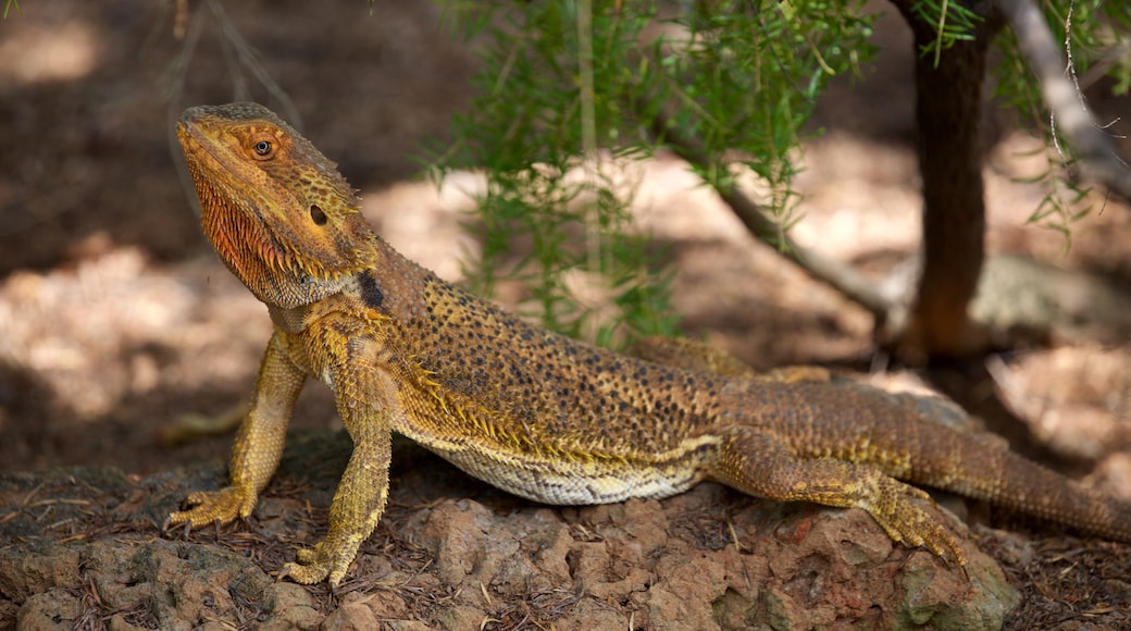 Taman Reptilia Snakes Downunder