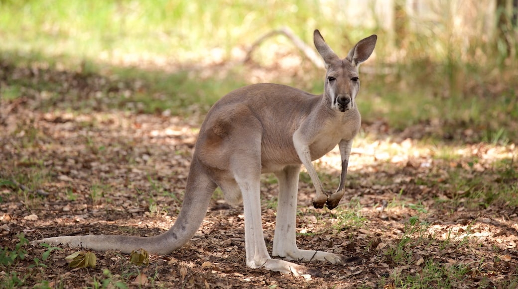 Childers welches beinhaltet Landtiere und Zootiere