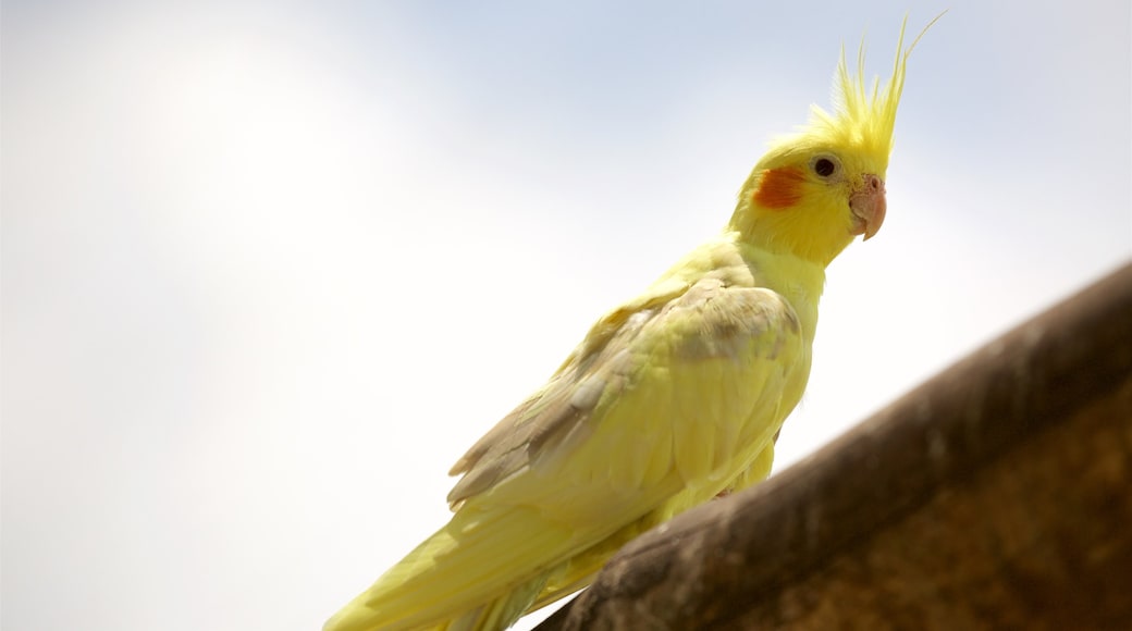 Childers mit einem Vögel