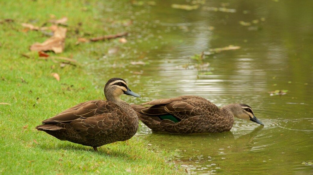 Hervey Bay which includes bird life and a pond