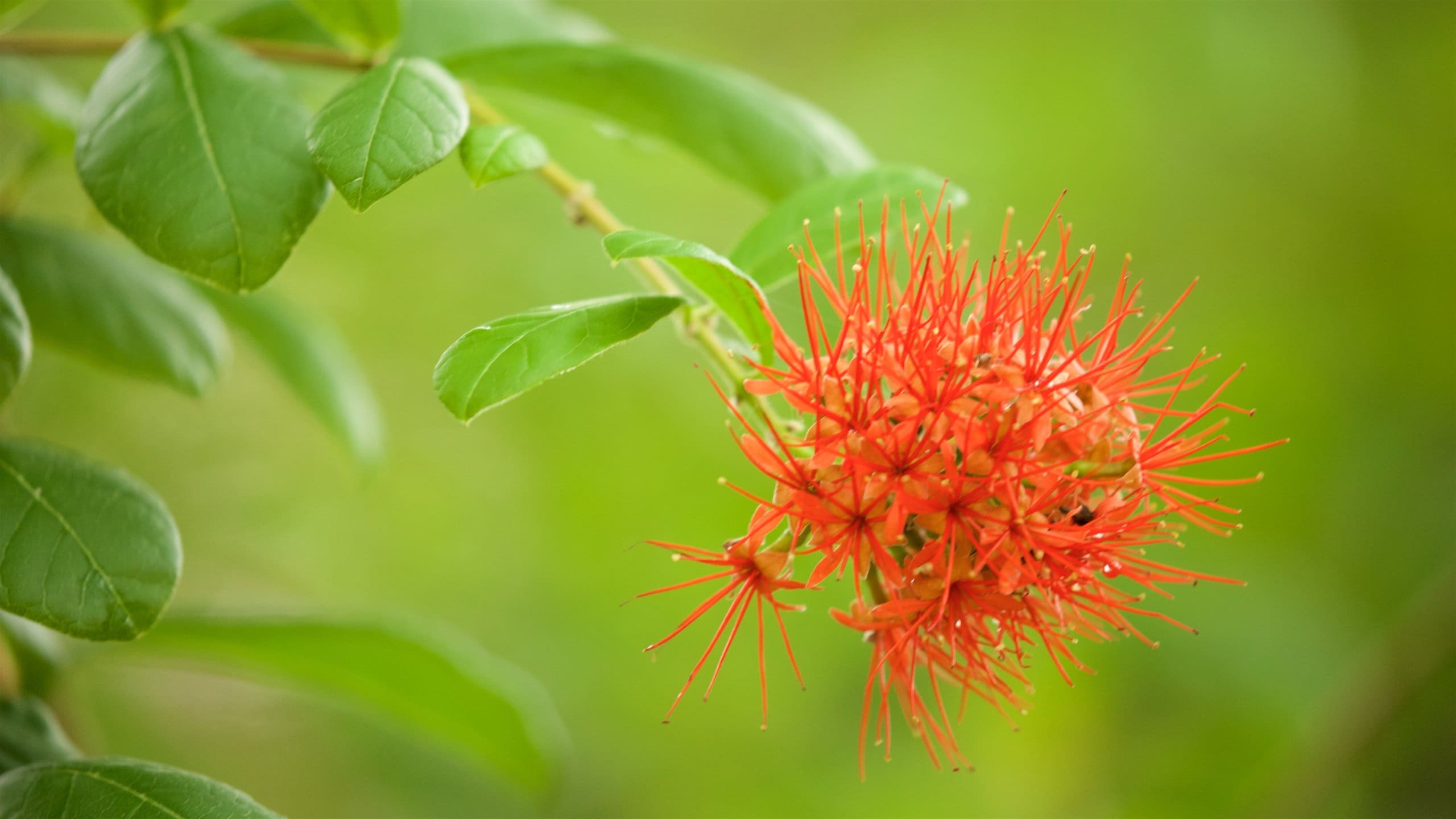 Hervey Bay Botanic Garden, Urangan holiday from AU 118